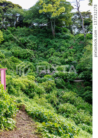 Hydrangeas in full bloom at the Shimoda Park Hydrangea Festival. Shimoda City, Shizuoka Prefecture - 2025, Southernmost tip of the Izu Peninsula Hydrangeas in full bloom at the Shimoda Park Hydrangea Festival. Shimoda City, Shizuoka Prefecture - 2025, Southernmost tip of the Izu Peninsula 137232278