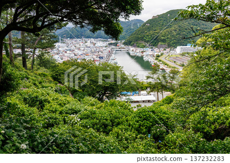 Hydrangeas in full bloom at the Shimoda Park Hydrangea Festival. Shimoda City, Shizuoka Prefecture - 2025, Southernmost tip of the Izu Peninsula Hydrangeas in full bloom at the Shimoda Park Hydrangea Festival. Shimoda City, Shizuoka Prefecture - 2025, Southernmost tip of the Izu Peninsula 137232283