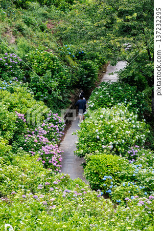 Hydrangeas in full bloom at the Shimoda Park Hydrangea Festival. Shimoda City, Shizuoka Prefecture - 2025, Southernmost tip of the Izu Peninsula 137232295
