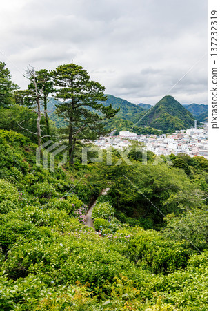 Hydrangeas in full bloom at the Shimoda Park Hydrangea Festival. Shimoda City, Shizuoka Prefecture - 2025, Southernmost tip of the Izu Peninsula Hydrangeas in full bloom at the Shimoda Park Hydrangea Festival. Shimoda City, Shizuoka Prefecture - 2025, Southernmost tip of the Izu Peninsula 137232319