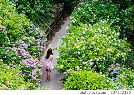 Hydrangeas in full bloom at the Shimoda Park Hydrangea Festival. Shimoda City, Shizuoka Prefecture - 2025, Southernmost tip of the Izu Peninsula Hydrangeas in full bloom at the Shimoda Park Hydrangea Festival. Shimoda City, Shizuoka Prefecture - 2025, Southernmost tip of the Izu Peninsula 137232320