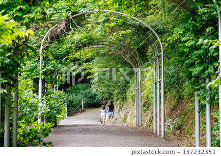 Hydrangeas in full bloom at the Shimoda Park Hydrangea Festival. Shimoda City, Shizuoka Prefecture - 2025, Southernmost tip of the Izu Peninsula 137232351