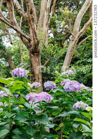 下田公園繡球花節上，繡球花盛開。靜岡縣下田市 - 2025，伊豆半島最南端 137232365