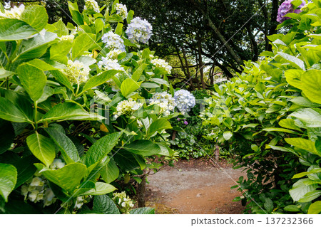 Hydrangeas in full bloom at the Shimoda Park Hydrangea Festival. Shimoda City, Shizuoka Prefecture - 2025, Southernmost tip of the Izu Peninsula 137232366