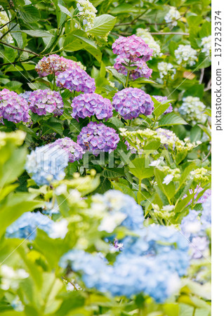 Hydrangeas in full bloom at the Shimoda Park Hydrangea Festival. Shimoda City, Shizuoka Prefecture - 2025, Southernmost tip of the Izu Peninsula 137232374