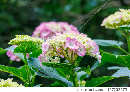 Hydrangeas in full bloom at the Shimoda Park Hydrangea Festival. Shimoda City, Shizuoka Prefecture - 2025, Southernmost tip of the Izu Peninsula 137232375