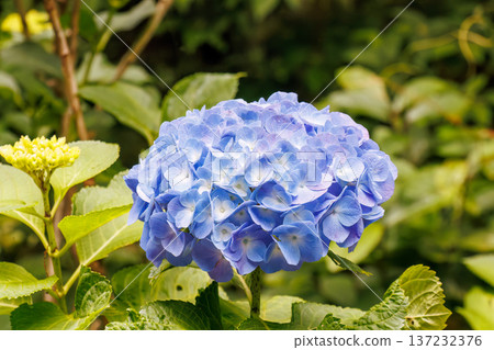 Hydrangeas in full bloom at the Shimoda Park Hydrangea Festival. Shimoda City, Shizuoka Prefecture - 2025, Southernmost tip of the Izu Peninsula 137232376
