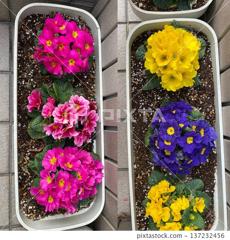 Cute pansies Cute pansies 137232456