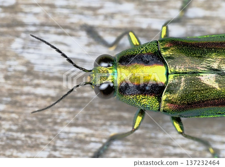 Jewel beetle (Yamato jewel beetle) Jewel beetle (Yamato jewel beetle) 137232464