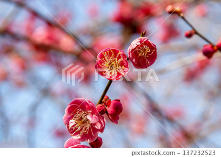 一種淡紅色李子,香味濃鬱(原產於中國) 一種淡紅色李子,香味濃鬱(原產於中國) 137232523