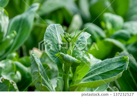The green-stemmed bok choy is a representative Chinese vegetable [Brassicaceae] 137232527