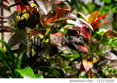 Close up of leaves of different colors. Large leaves of huge houseplant showcasing beauty of living plants. Vibrant plants with colorful leaves of all colors. Special flowers for home 137232608