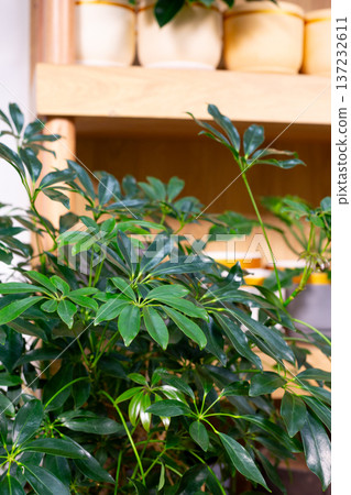 Houseplant for producing oxygen indoors. The importance of indoor greenery. Plant produces oxygen to improve human respiration. The great benefits of houseplant for air purification Houseplant for producing oxygen indoors. The importance of indoor greenery. Plant produces oxygen to improve human respiration. The great benefits of houseplant for air purification 137232611