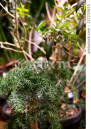 Unusual leaves on potted plant. Exotic houseplant for decoration. Decorating room with plants. Greenery as important aspect of apartment life. Small green corner of home Unusual leaves on potted plant. Exotic houseplant for decoration. Decorating room with plants. Greenery as important aspect of apartment life. Small green corner of home 137232615