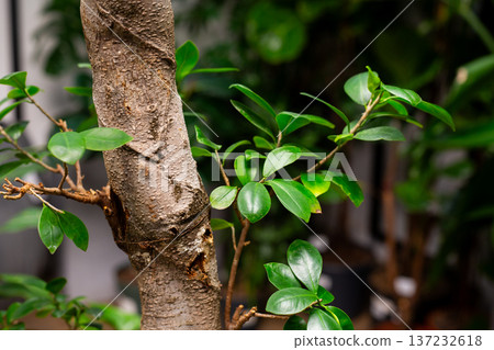 Detailed bark of houseplant with green leaves. Strong plant in the garden with powerful trunk. Large plant in floor pot for decoration and creating clean air indoors. Plant project Detailed bark of houseplant with green leaves. Strong plant in the garden with powerful trunk. Large plant in floor pot for decoration and creating clean air indoors. Plant project 137232618