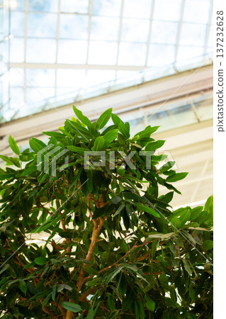 Unusual angle of foliage against clear sky behind glass windows on ceiling with unusual geometry. Bright photo with cloud dancer color. Allow sunlight to reach indoor plants 137232628
