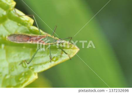 蜘蛛頭盔的bug 137232696