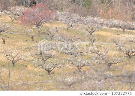 山梨縣甲斐市敷島綜合公園的梅樹林 山梨縣甲斐市敷島綜合公園的梅樹林 137232775