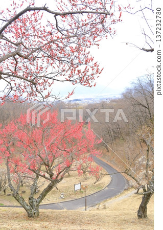 山梨縣甲斐市敷島綜合公園的梅樹林 山梨縣甲斐市敷島綜合公園的梅樹林 137232780
