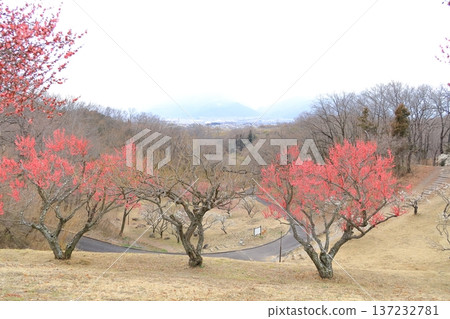 Plum grove at Shikishima General Park, Kai City, Yamanashi Prefecture Plum grove at Shikishima General Park, Kai City, Yamanashi Prefecture 137232781