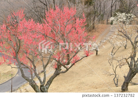 山梨縣甲斐市敷島綜合公園的梅樹林 山梨縣甲斐市敷島綜合公園的梅樹林 137232782