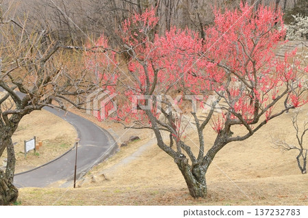 Plum grove at Shikishima General Park, Kai City, Yamanashi Prefecture Plum grove at Shikishima General Park, Kai City, Yamanashi Prefecture 137232783