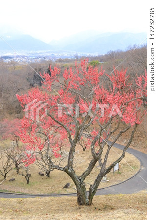 Plum grove at Shikishima General Park, Kai City, Yamanashi Prefecture Plum grove at Shikishima General Park, Kai City, Yamanashi Prefecture 137232785