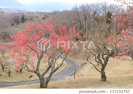 山梨縣甲斐市敷島綜合公園的梅樹林 137232787