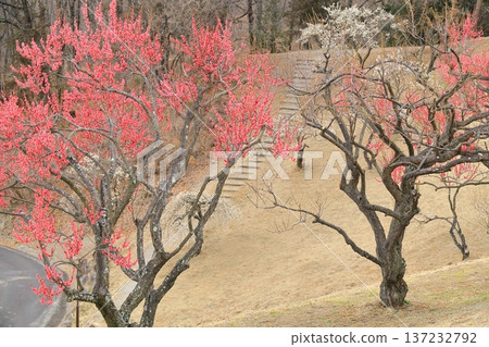 山梨縣甲斐市敷島綜合公園的梅樹林 山梨縣甲斐市敷島綜合公園的梅樹林 137232792