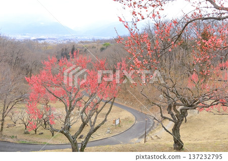 山梨縣甲斐市敷島綜合公園的梅樹林 山梨縣甲斐市敷島綜合公園的梅樹林 137232795