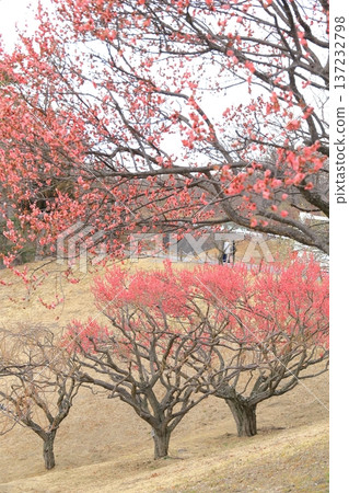 山梨縣甲斐市敷島綜合公園的梅樹林 山梨縣甲斐市敷島綜合公園的梅樹林 137232798