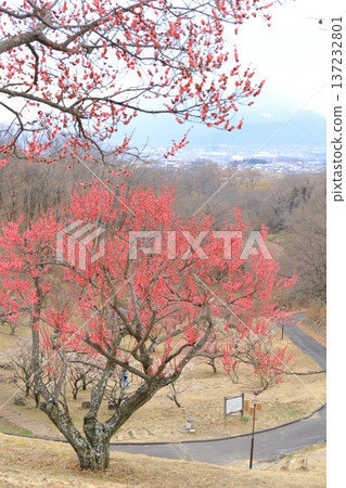 山梨縣甲斐市敷島綜合公園的梅樹林 137232801