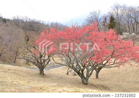 山梨縣甲斐市敷島綜合公園的梅樹林 137232802