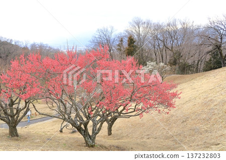 山梨縣甲斐市敷島綜合公園的梅樹林 山梨縣甲斐市敷島綜合公園的梅樹林 137232803