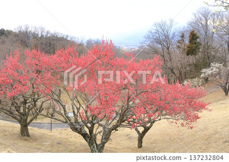 山梨縣甲斐市敷島綜合公園的梅樹林 山梨縣甲斐市敷島綜合公園的梅樹林 137232804