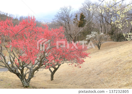 山梨縣甲斐市敷島綜合公園的梅樹林 137232805