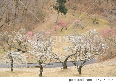 山梨縣甲斐市敷島綜合公園的梅樹林 137232807