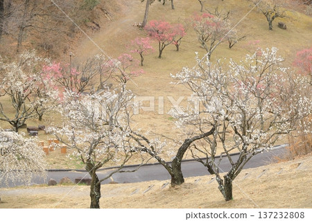 山梨縣甲斐市敷島綜合公園的梅樹林 山梨縣甲斐市敷島綜合公園的梅樹林 137232808