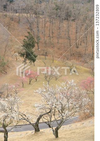 山梨縣甲斐市敷島綜合公園的梅樹林 山梨縣甲斐市敷島綜合公園的梅樹林 137232809