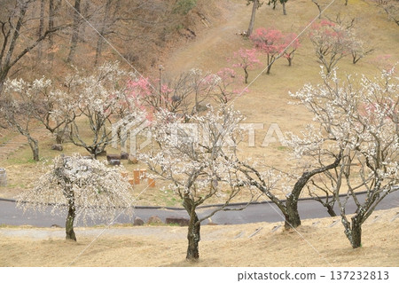 山梨縣甲斐市敷島綜合公園的梅樹林 137232813