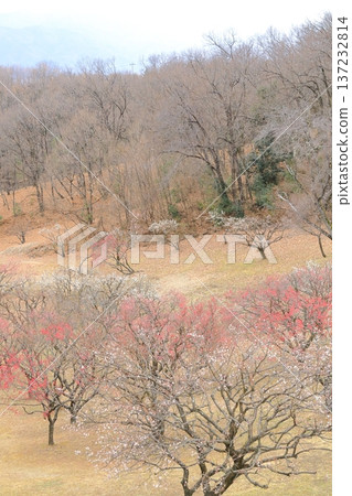 山梨縣甲斐市敷島綜合公園的梅樹林 山梨縣甲斐市敷島綜合公園的梅樹林 137232814