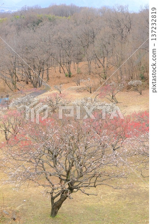 山梨縣甲斐市敷島綜合公園的梅樹林 137232819