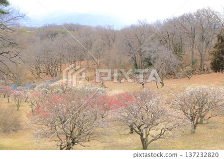 山梨縣甲斐市敷島綜合公園的梅樹林 山梨縣甲斐市敷島綜合公園的梅樹林 137232820