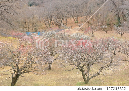 Plum grove at Shikishima General Park, Kai City, Yamanashi Prefecture 137232822