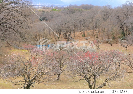 山梨縣甲斐市敷島綜合公園的梅樹林 137232823