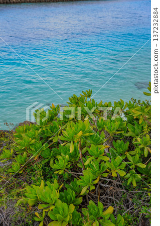 熱帶海洋和植物 熱帶海洋和植物 137232884