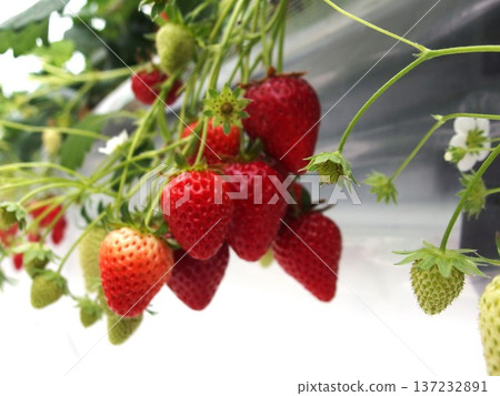 鮮紅的草莓，採草莓，草莓，水果採收 137232891