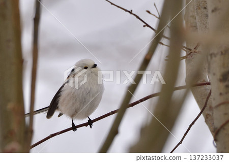 Shimaenaga Shimaenaga 137233037