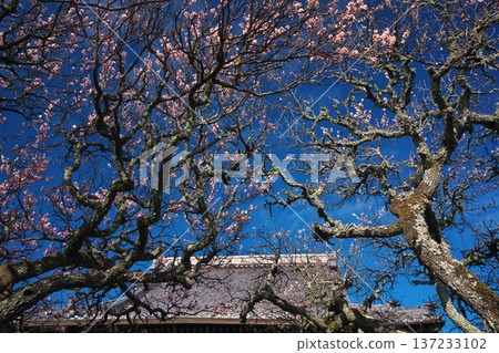 三重縣津市久井一色町的西蓮寺，白梅花盛開。 137233102