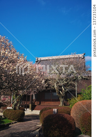 White plum blossoms in full bloom at Sairenji Temple in Hisai Isshikicho, Tsu City, Mie Prefecture White plum blossoms in full bloom at Sairenji Temple in Hisai Isshikicho, Tsu City, Mie Prefecture 137233104